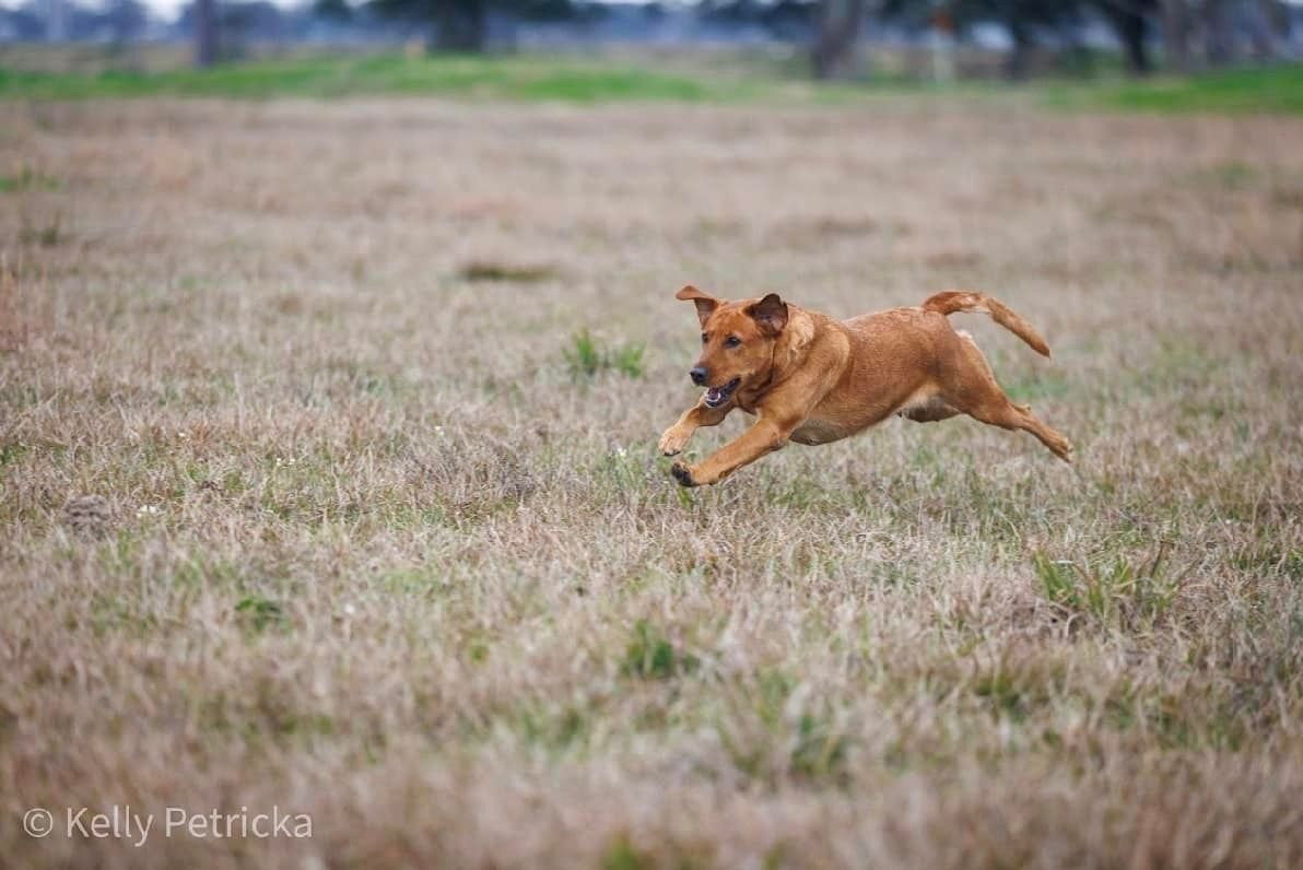 Brown dog running across a field with mouth open.