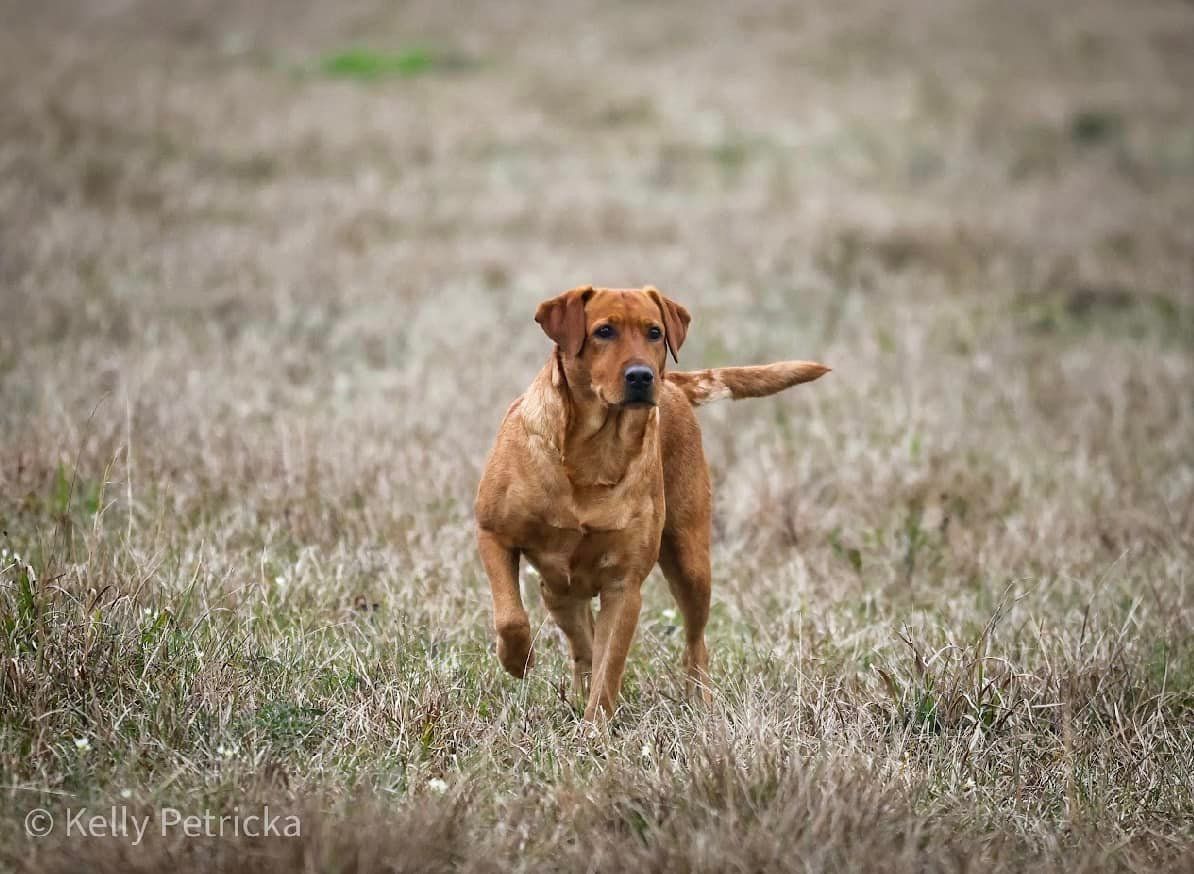 Red Labrador dog in a field of dry grass, walking toward the camera with a focused expression.