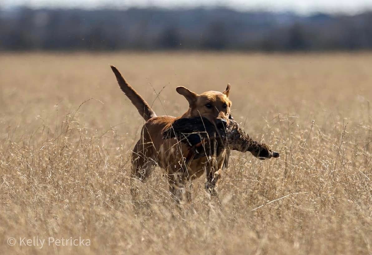 Yellow Labrador retriever running through tall grass, holding a bird in its mouth.