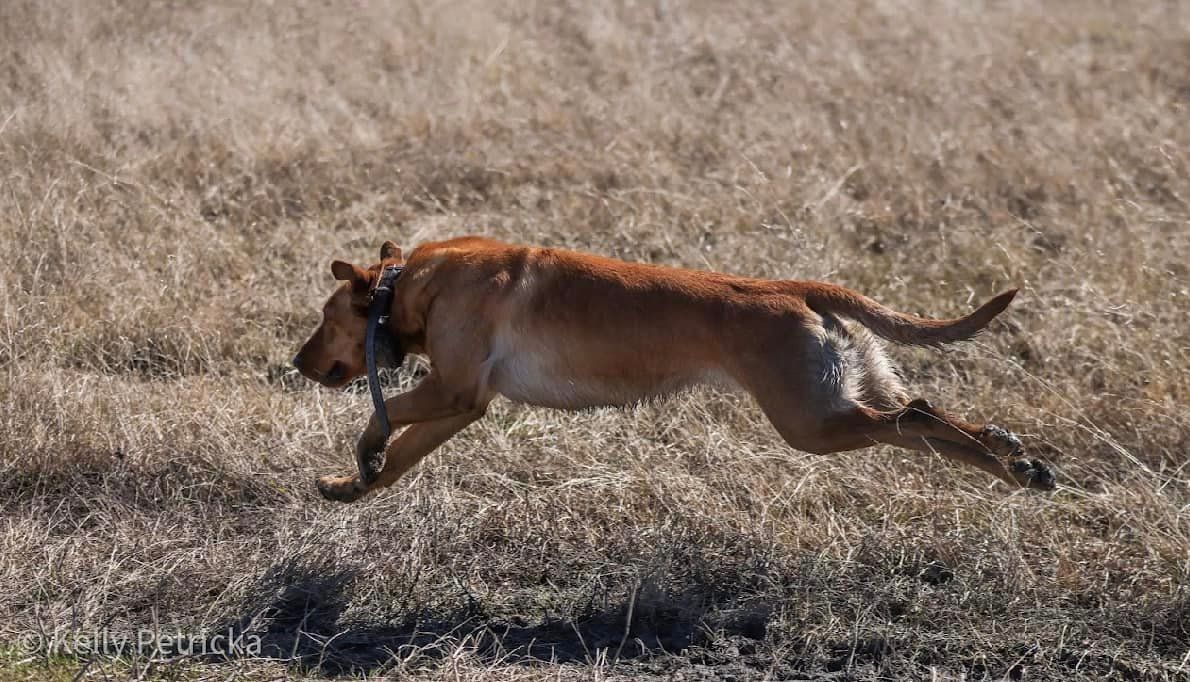 Golden dog running through dry grassy field.