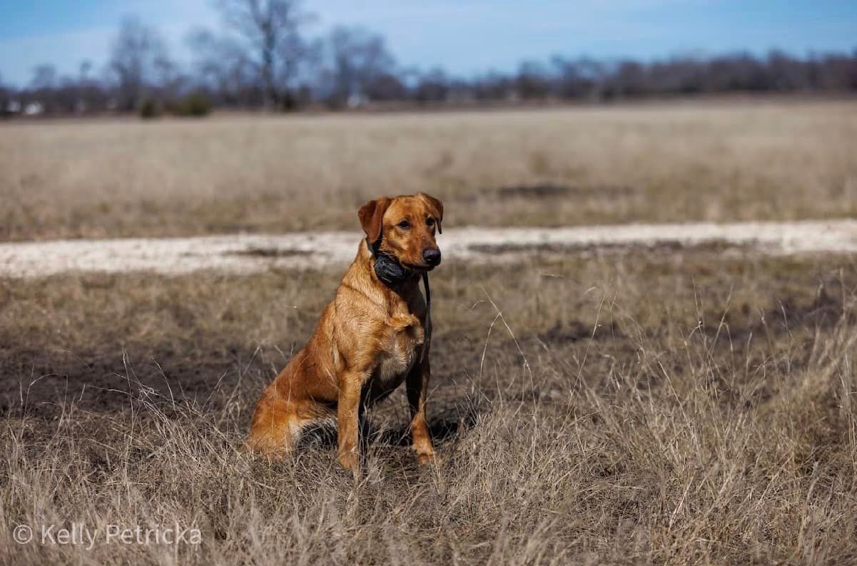 Dog with brown fur sits in a field of dry grass, looking alert; a gravel path in the background.