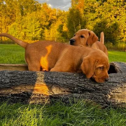 Two golden retriever puppies on a log, in green grass, with fall trees in the background.