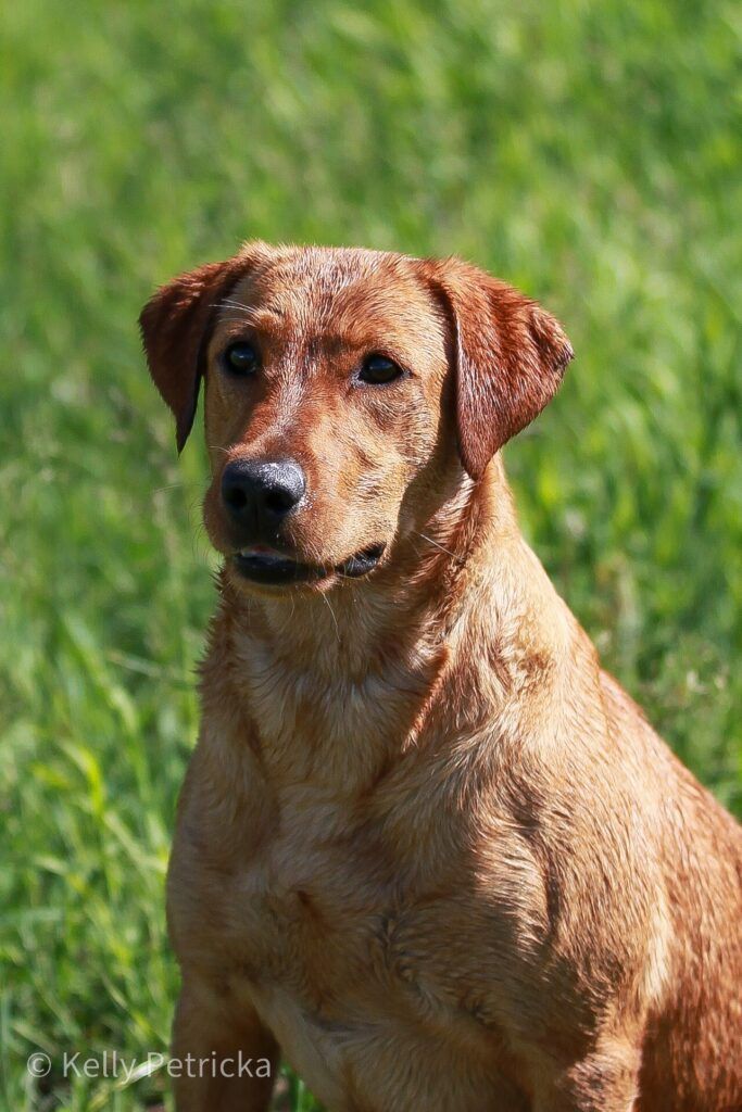 Red Labrador Retriever with wet fur, looking alert against a green grassy background.