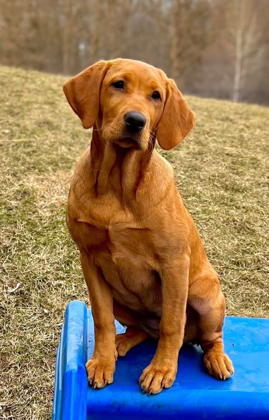 Golden-red dog sitting on blue structure, looking forward with slightly tilted head in outdoor setting.