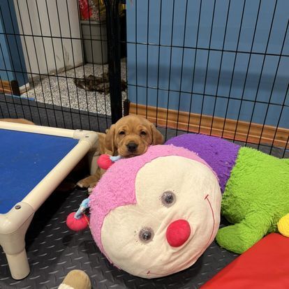 Golden puppy nestled behind a pink stuffed bug toy in a playpen.