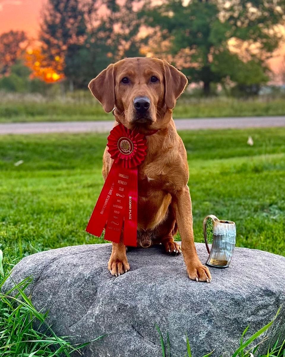 Fox-red Labrador with red ribbon and trophy sits on rock in grassy field at sunset.