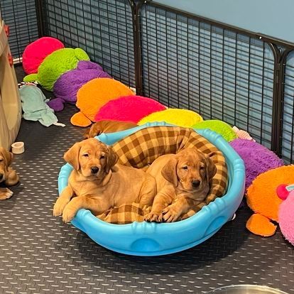 Two tan puppies resting in a blue dog bed. Colorful plush toys surround them.