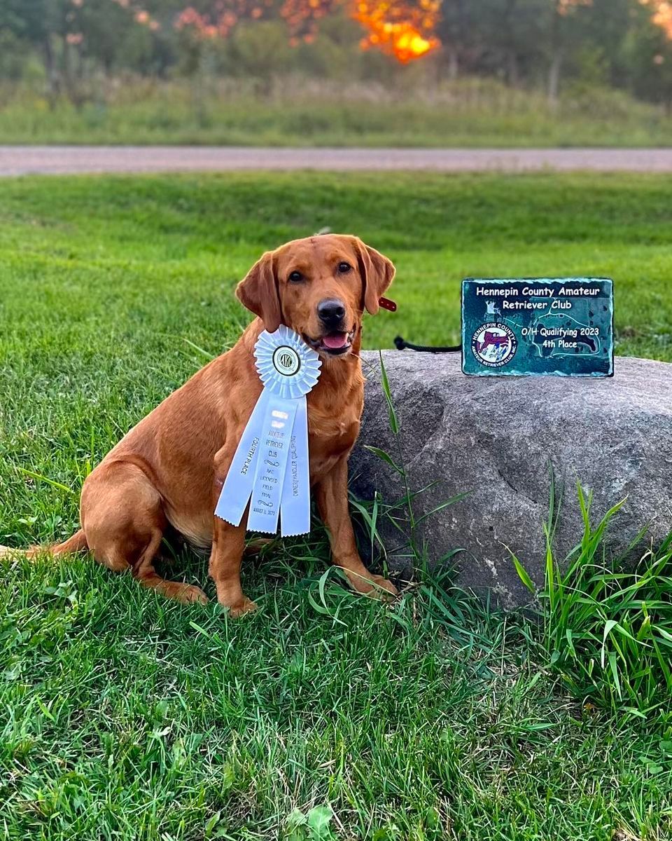 Red Labrador dog with blue ribbon sits on grass next to rock and sign; sunset in background.