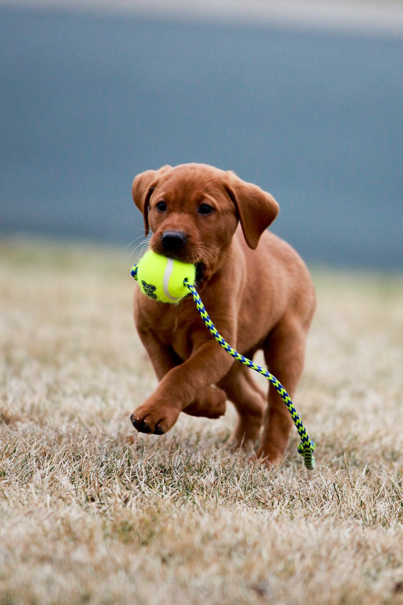 Brown puppy running with a tennis ball in its mouth on a grassy field.