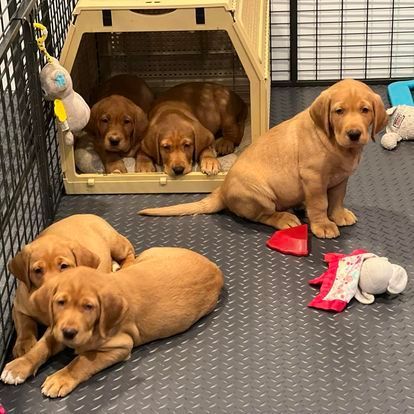 Five golden retriever puppies in and around a crate with toys on a gray floor.