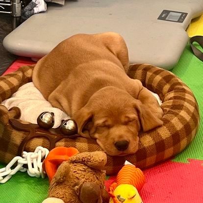 Sleeping brown puppy in a checkered bed with toys next to a scale.