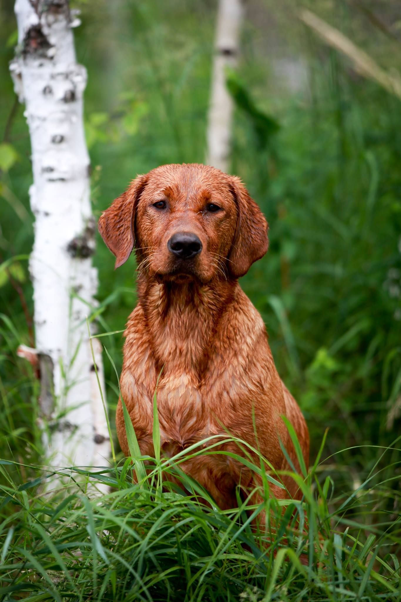 Red Labrador Retriever sitting in lush green grass with birch trees.