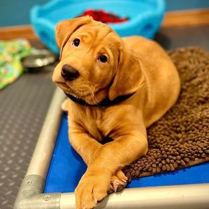 Golden puppy with folded paws resting on a blue bed, brown mat, and metal frame.