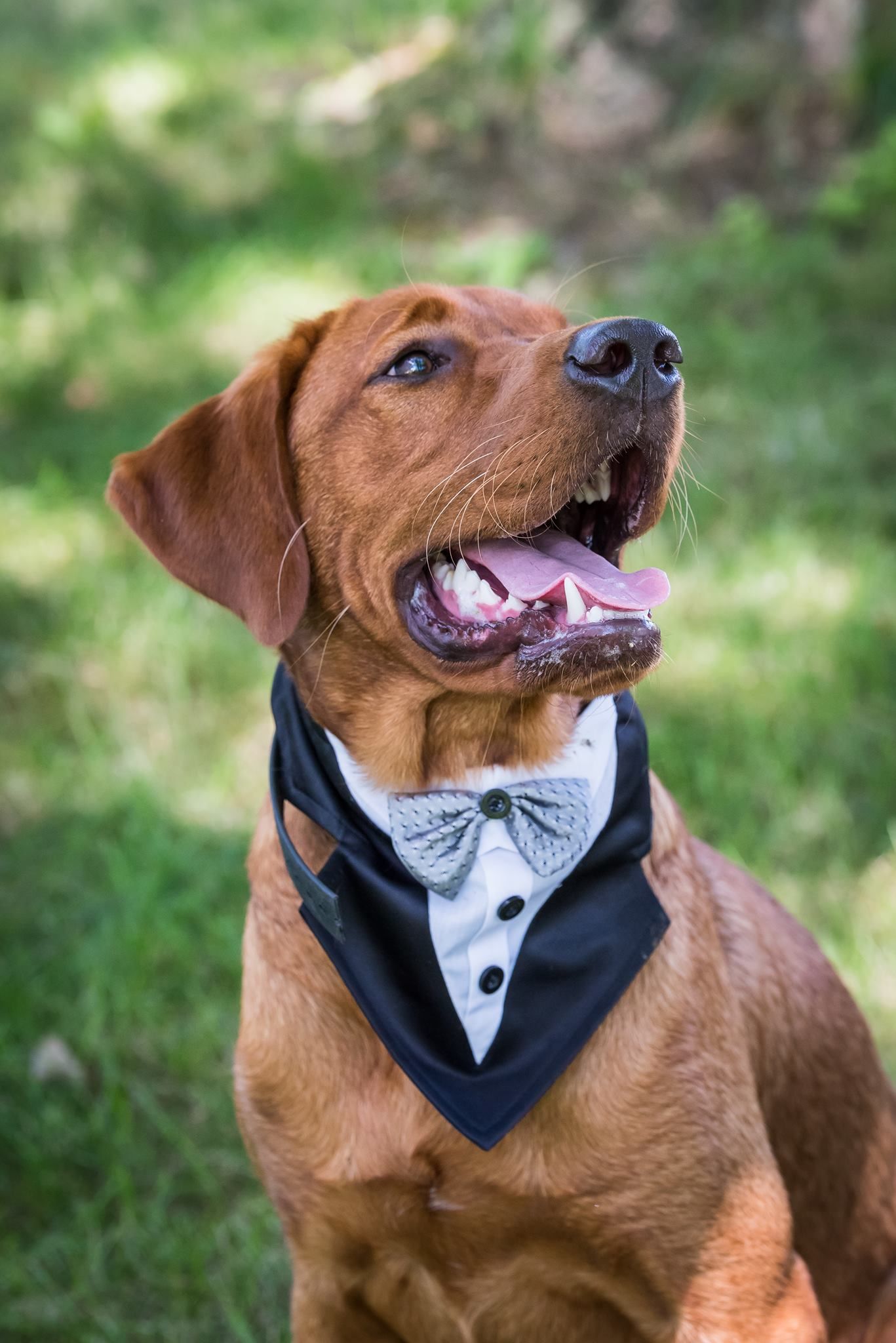 Brown dog in a tuxedo bandana looking upwards with open mouth. Outdoors on grass.