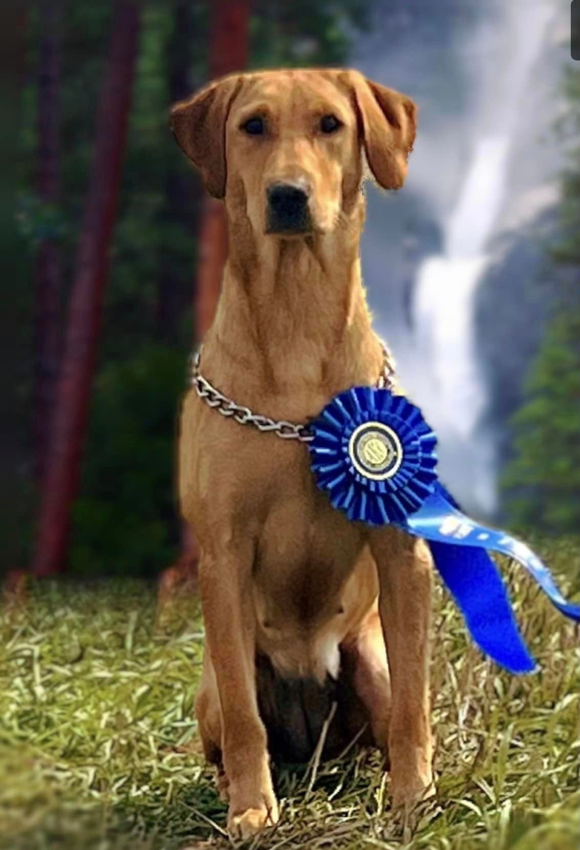 Golden-brown dog wearing a blue award ribbon and sitting in front of a waterfall.