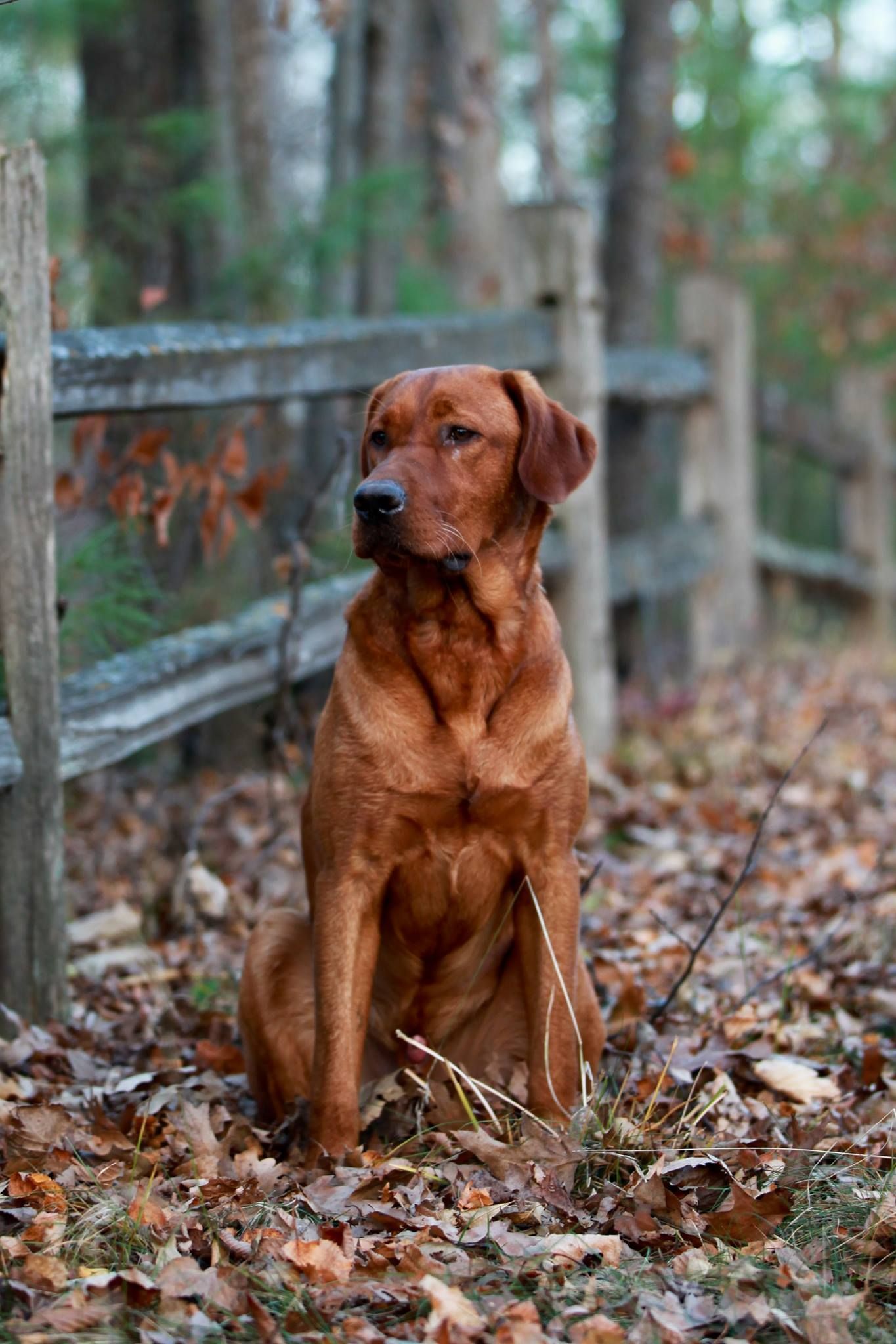 Red Labrador dog sitting attentively by a wooden fence in a wooded area with autumn leaves.