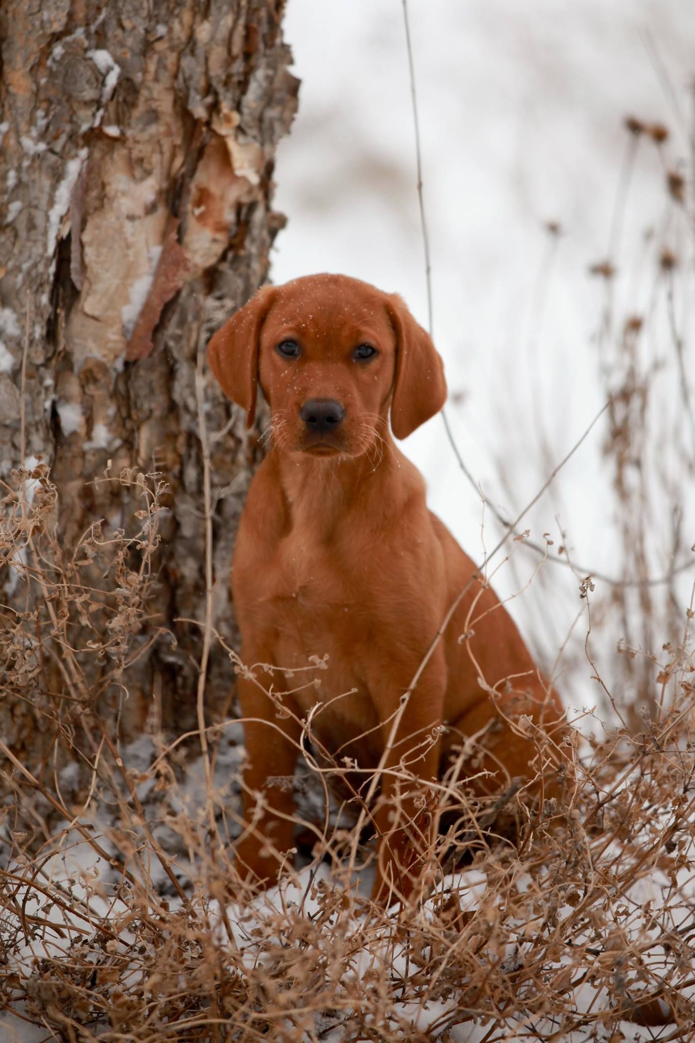 Red puppy sits by a tree in a snowy field, looking at the camera.