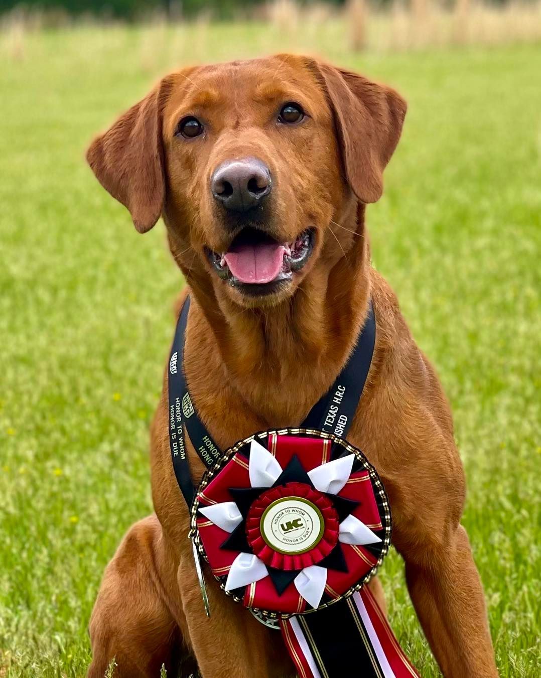 Red Labrador dog wearing a rosette, sitting in a field.
