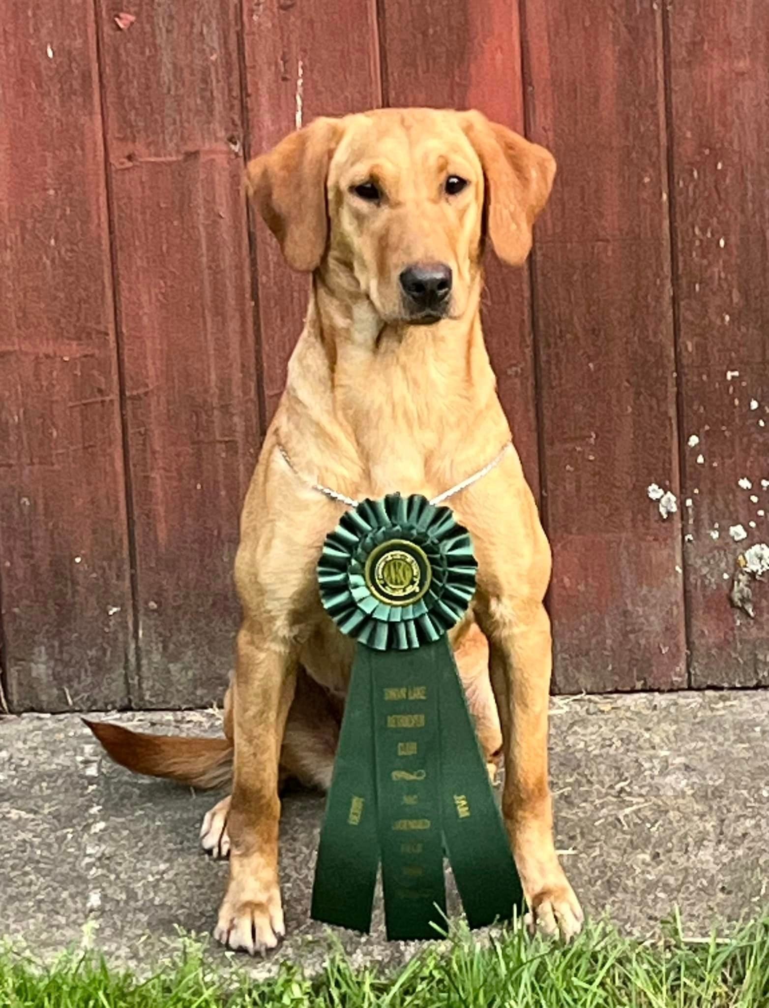 Yellow lab sits in front of a red barn, wearing a green rosette ribbon.