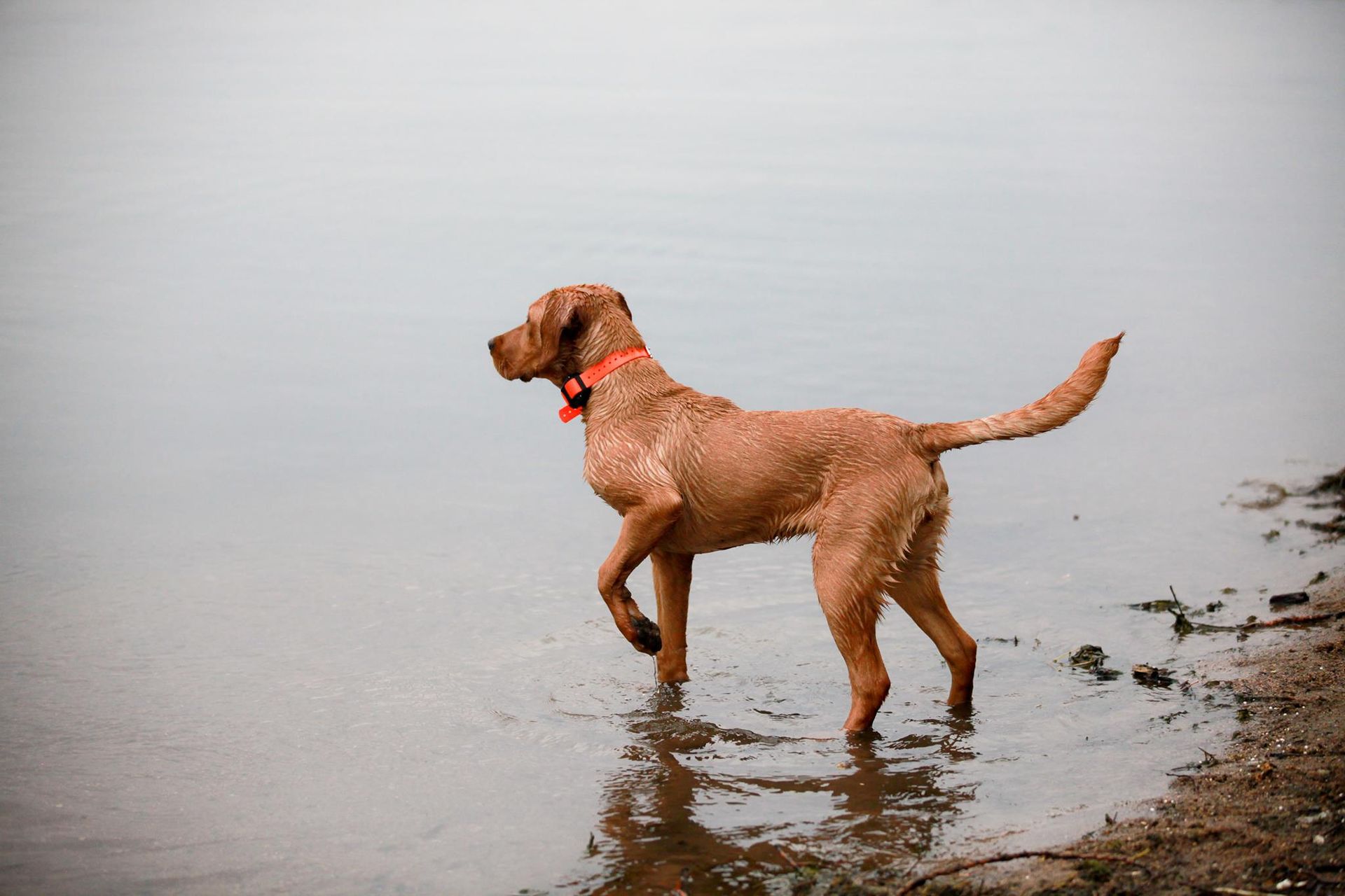 Brown dog with orange collar stands in shallow water, looking left.