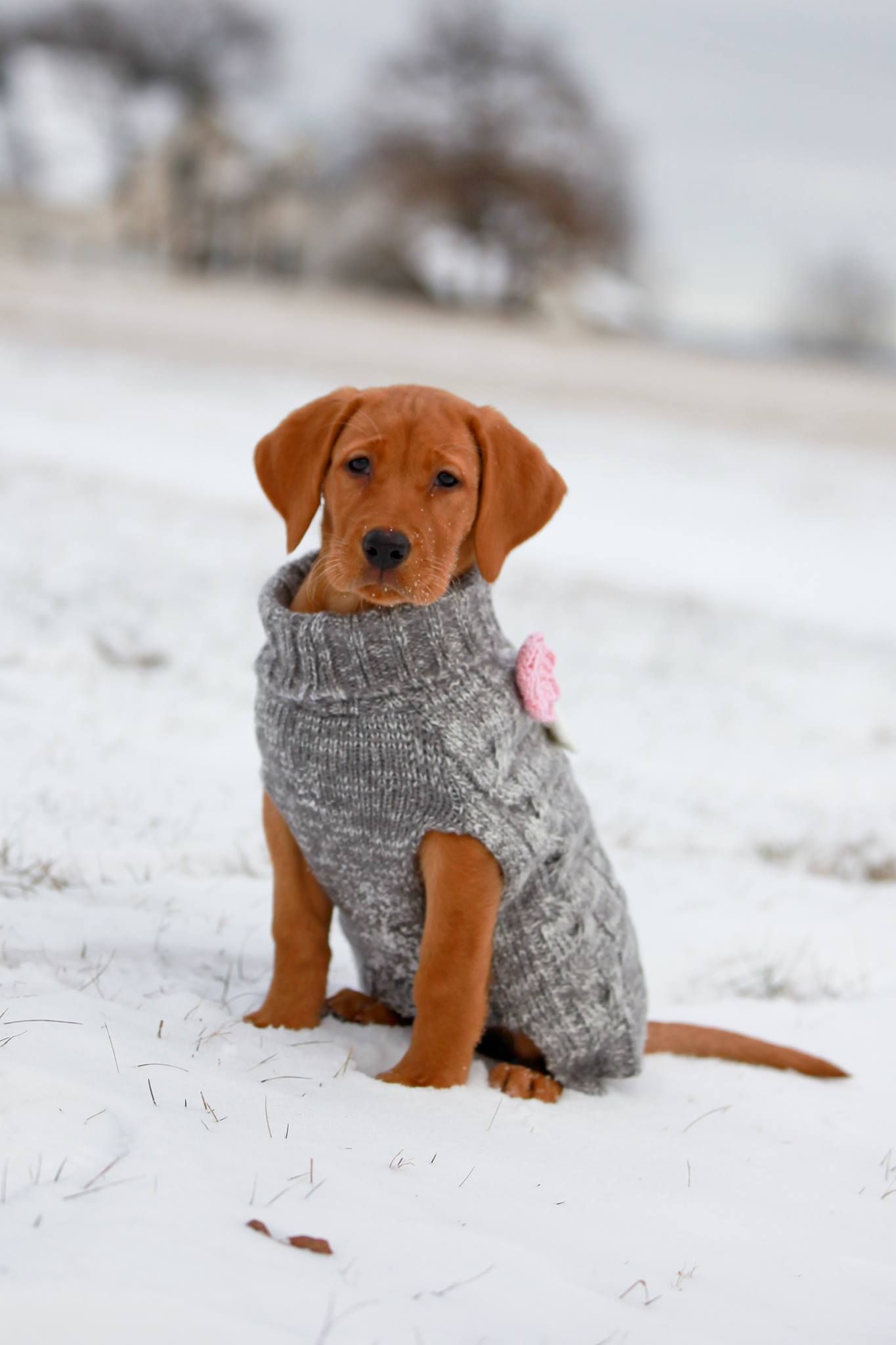 Red-furred puppy wearing a gray sweater sits in snow. A pink flower is attached to the sweater.