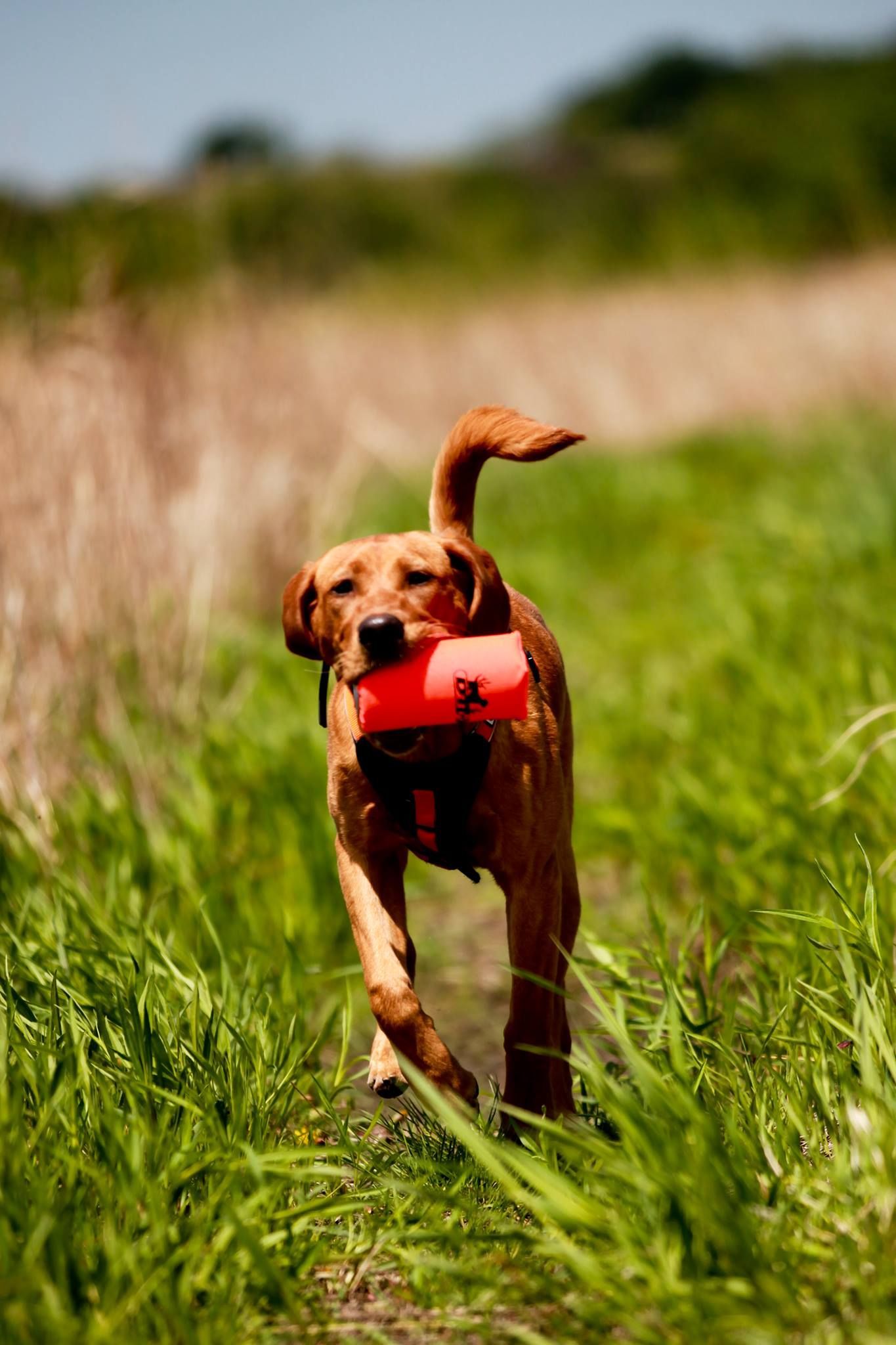 Brown dog running through tall grass, holding a bright orange object.