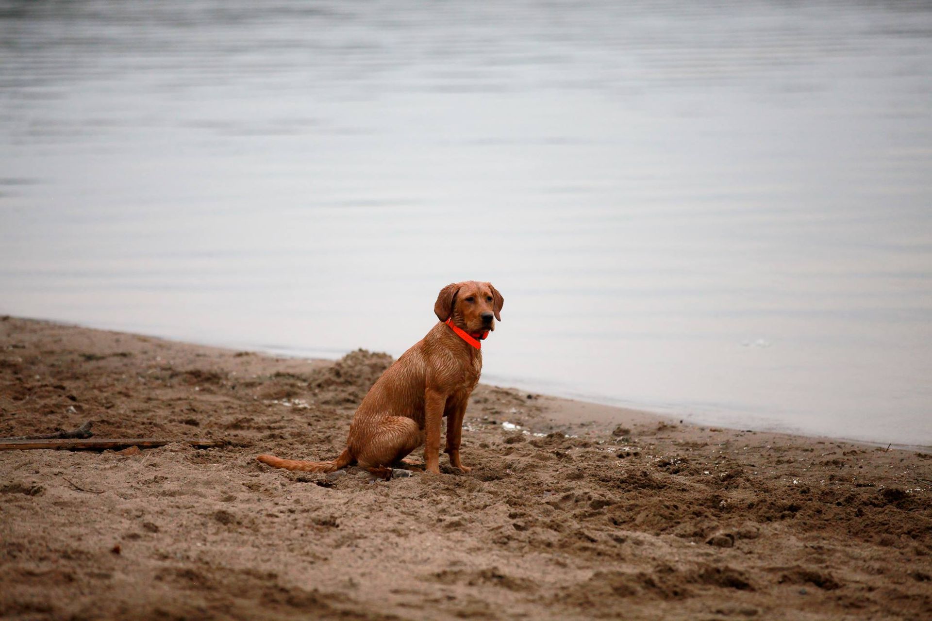 Dog with orange collar sits on a sandy beach, looking towards the water.