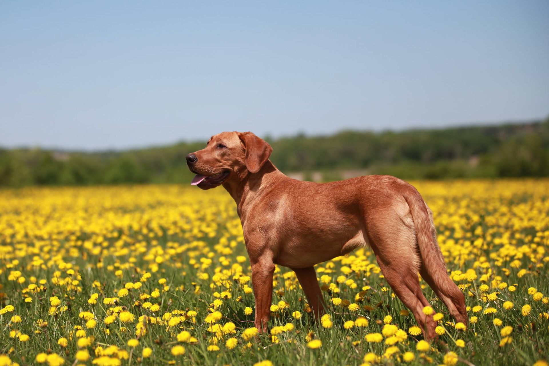 Reddish-brown dog stands in a field of yellow flowers under a clear blue sky.