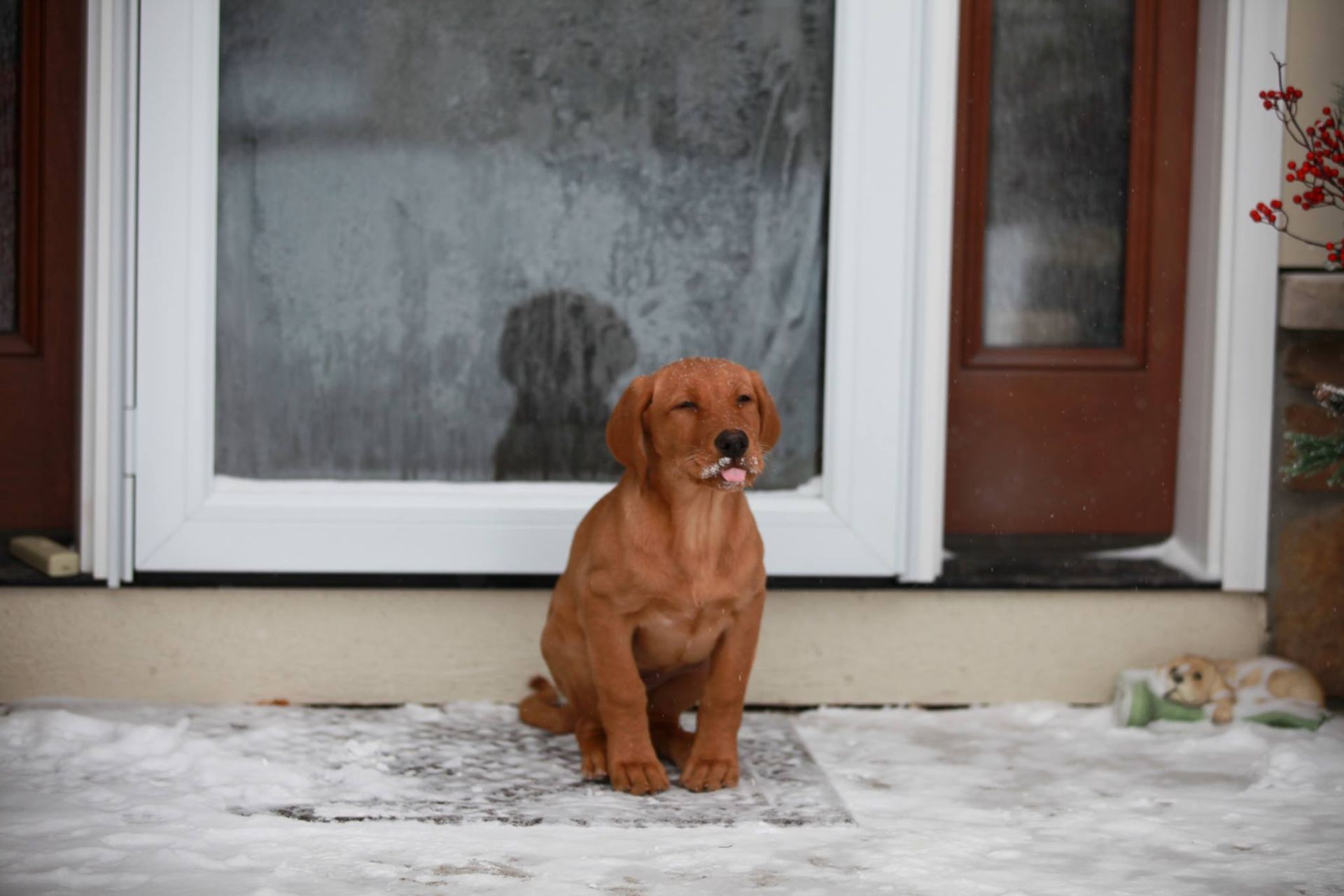Golden puppy sitting on snowy mat in front of a door, sticking its tongue out.