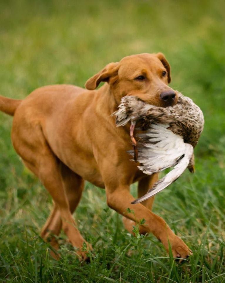 Yellow Labrador dog running through grass, carrying a bird in its mouth.