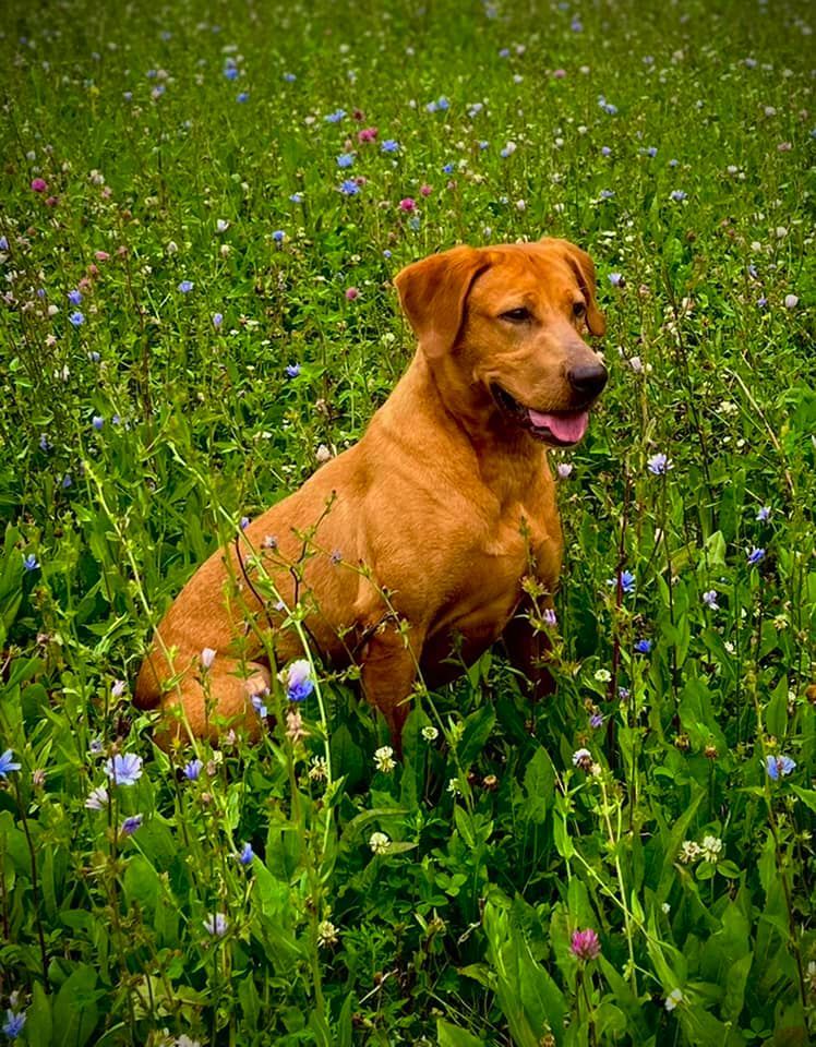 Brown dog sits in a field of green grass and wildflowers.