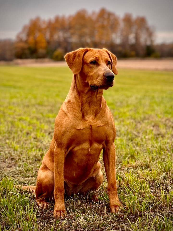 Golden Labrador retriever sitting alertly in a green field, autumn trees in the background.