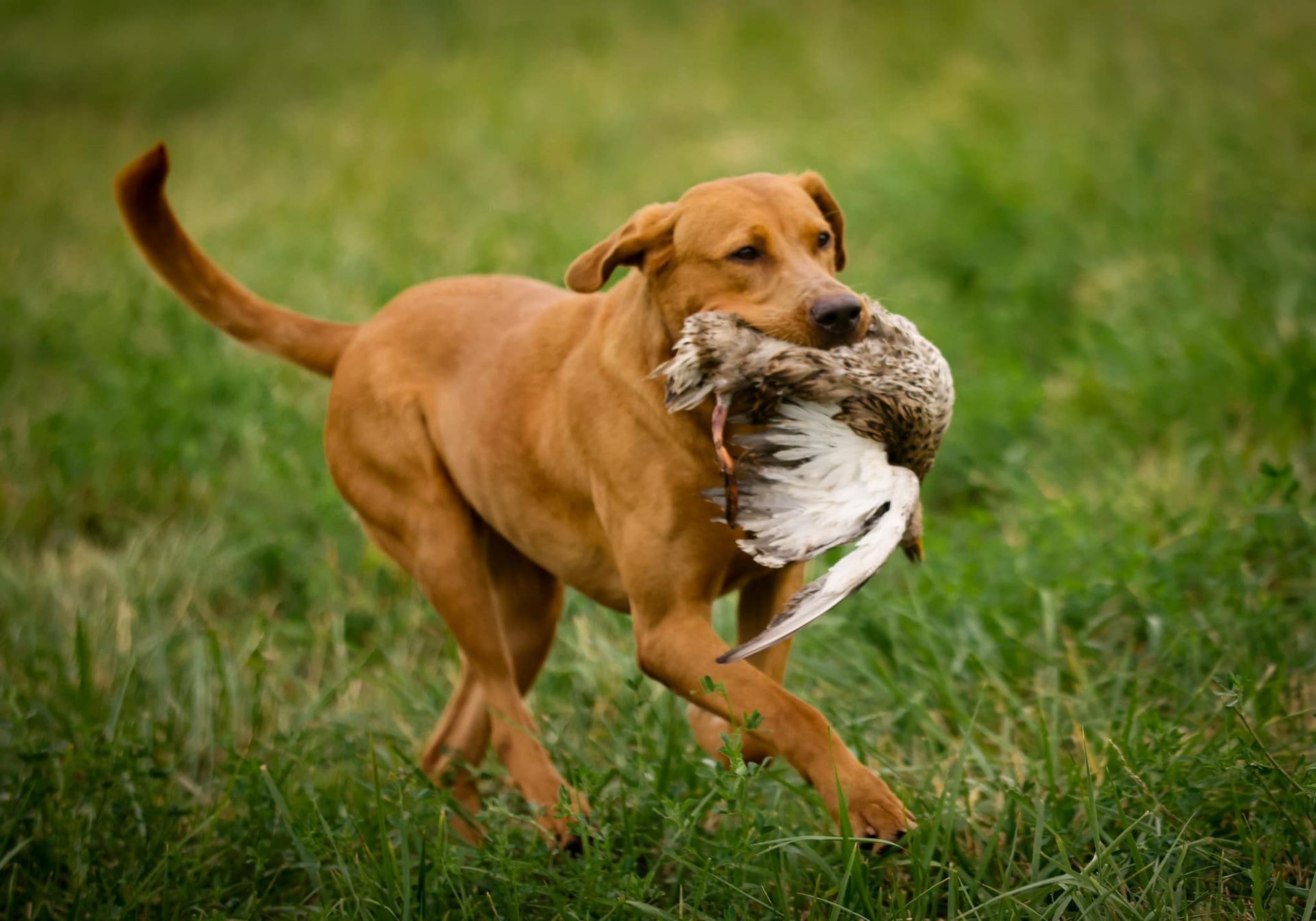 Golden Labrador dog running through grass, holding a bird in its mouth.