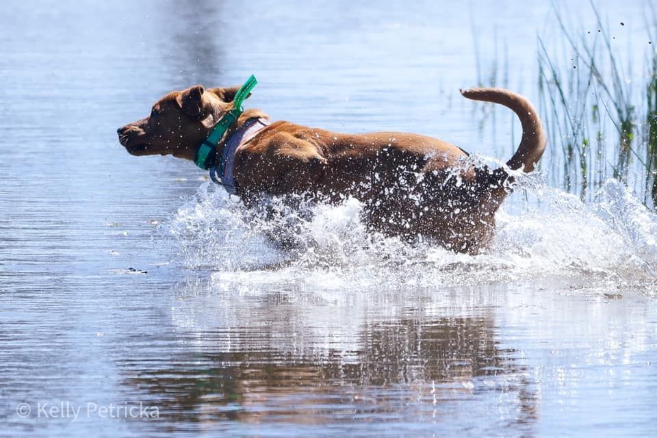 Brown dog running in shallow water, splashing. Green collar, sunny day.