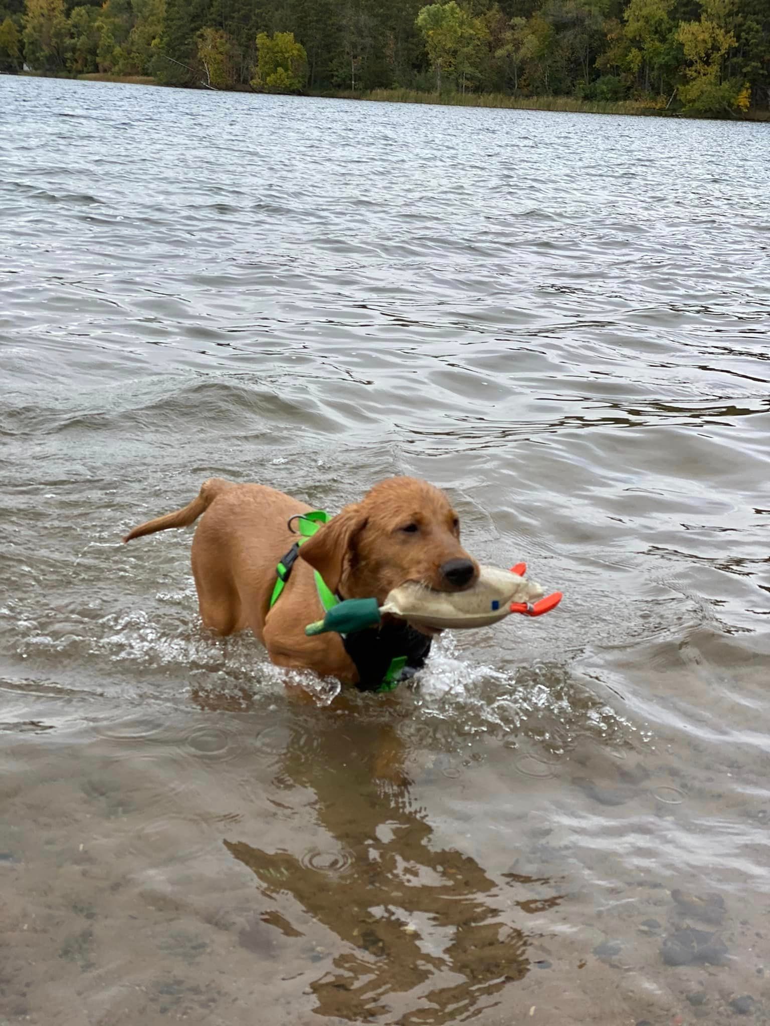 Golden retriever in water, holding a duck training dummy, waves rippling.