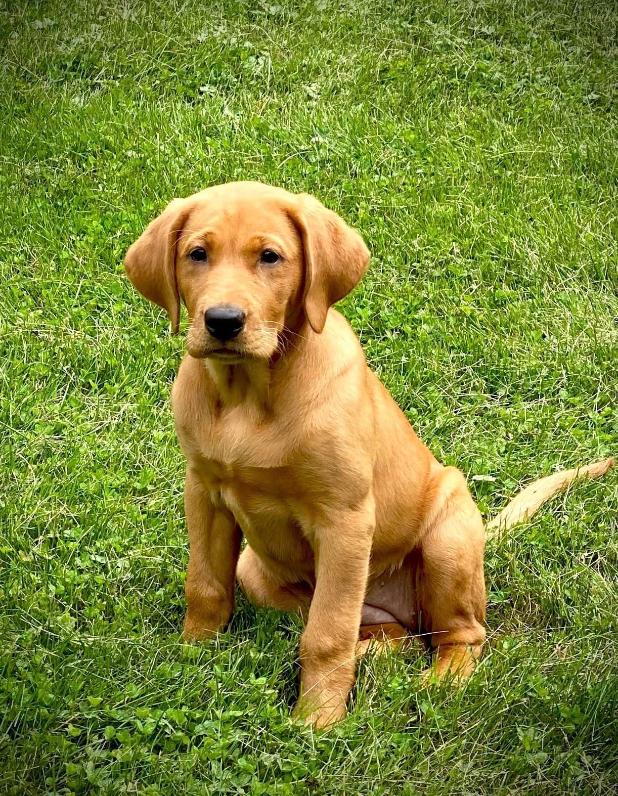 Golden Labrador puppy sitting in green grass.