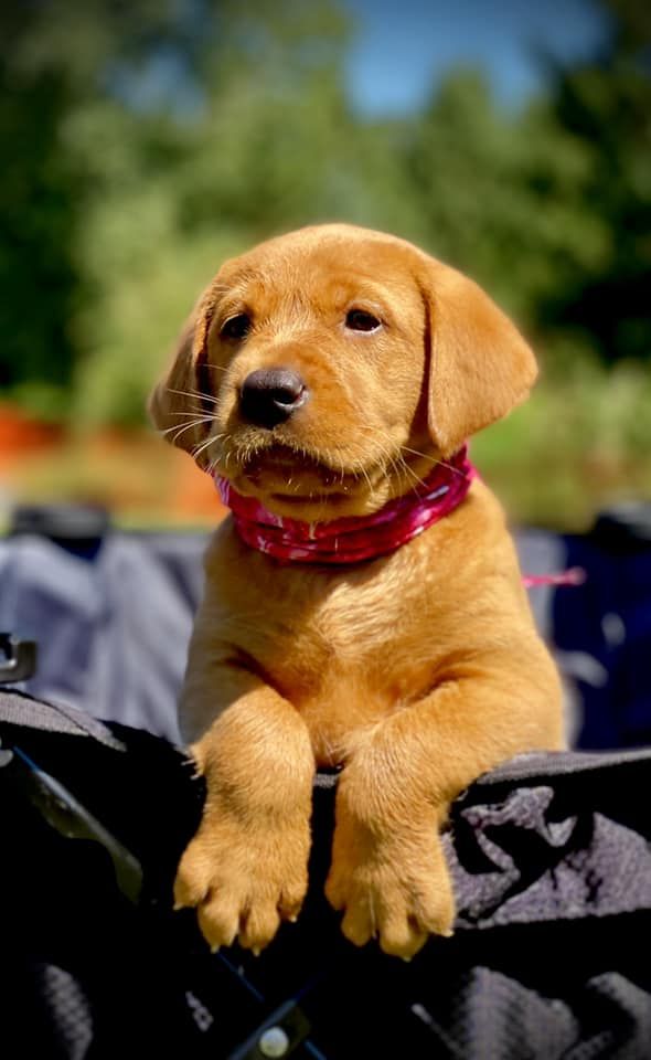 Golden Labrador puppy with red collar peeking out of a black wagon.
