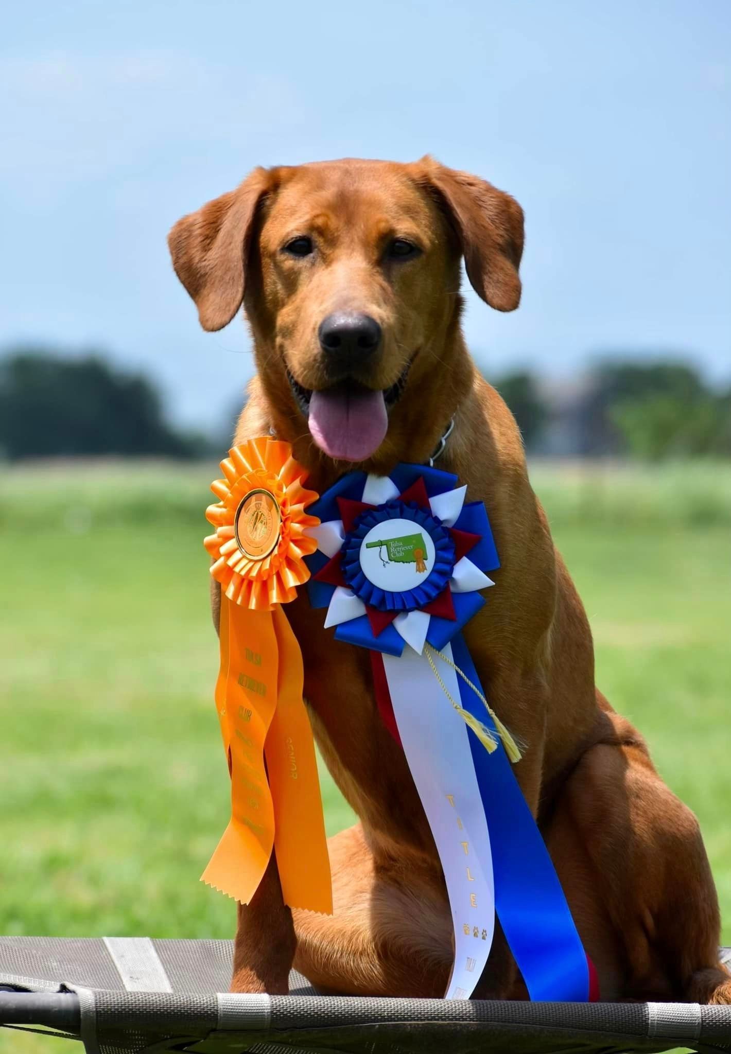 Golden-red Labrador with winning ribbons sits outdoors, tongue out.