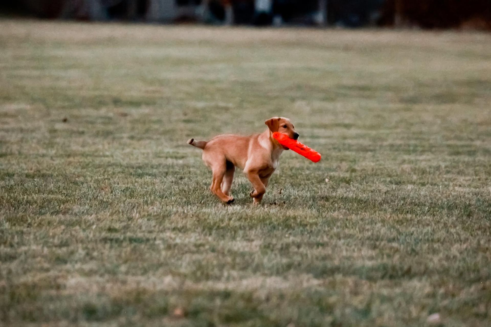 Dog running across a grassy field with a red frisbee in its mouth.