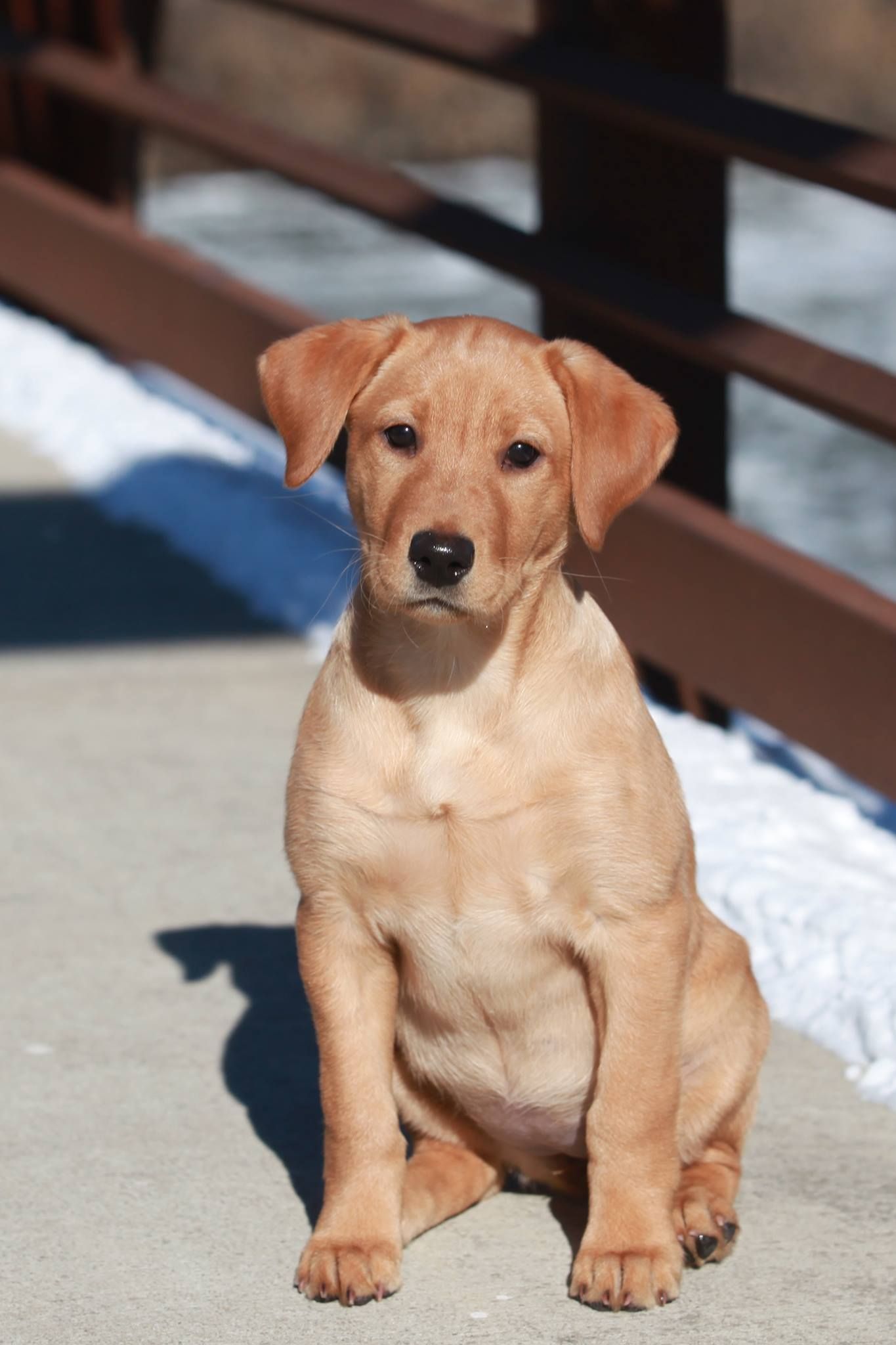 Golden puppy sitting on concrete with snow and bridge in background.
