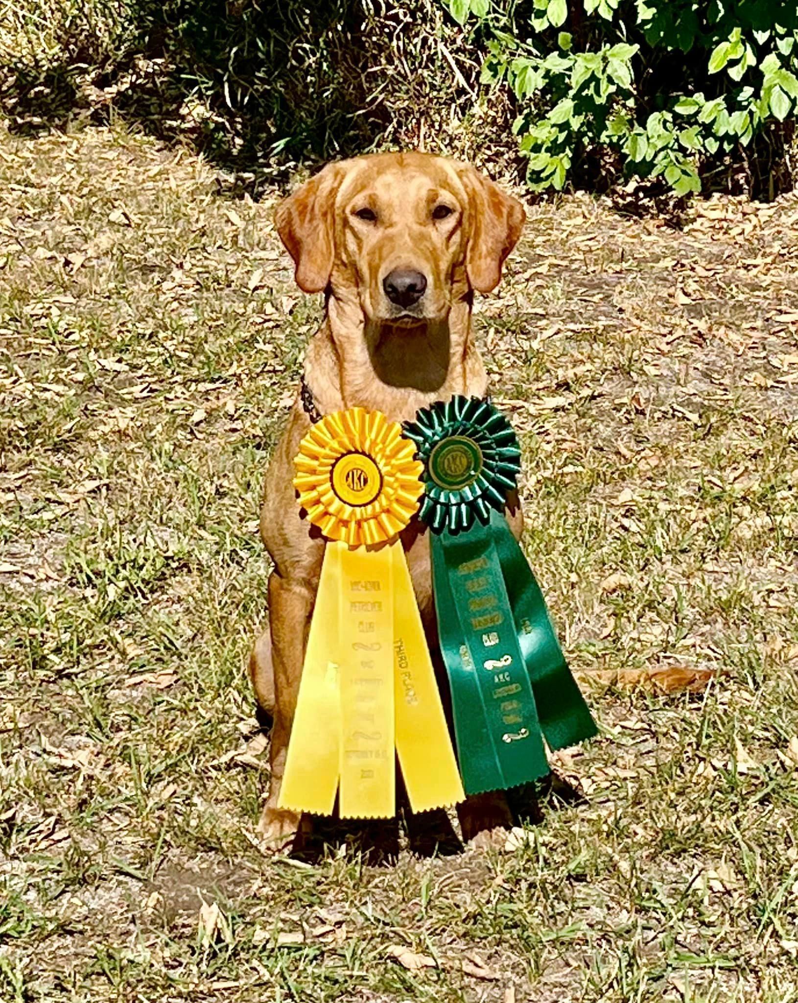 Golden retriever wearing yellow and green ribbons sits outdoors.