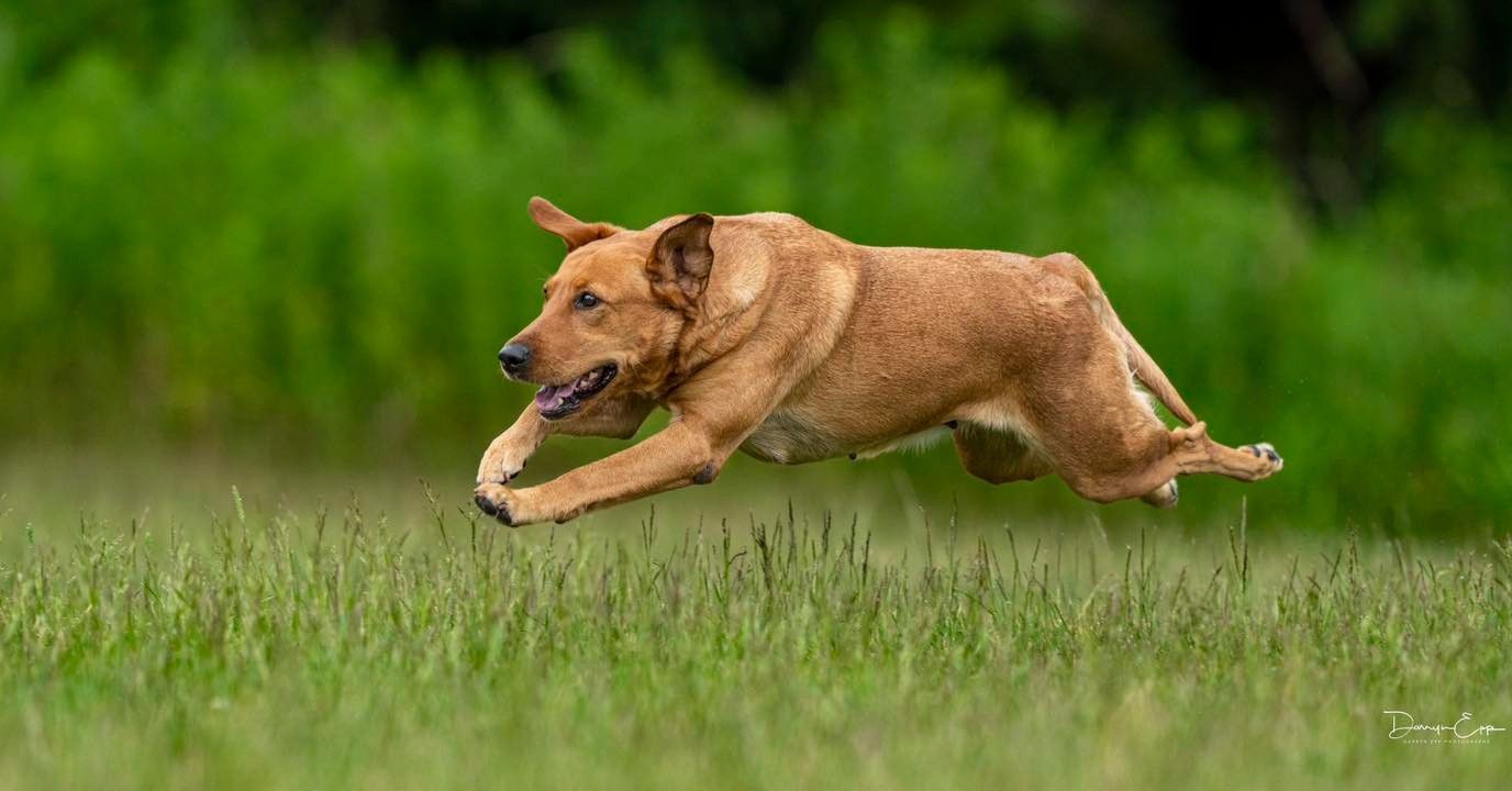 Golden Labrador dog leaping across a green grassy field.