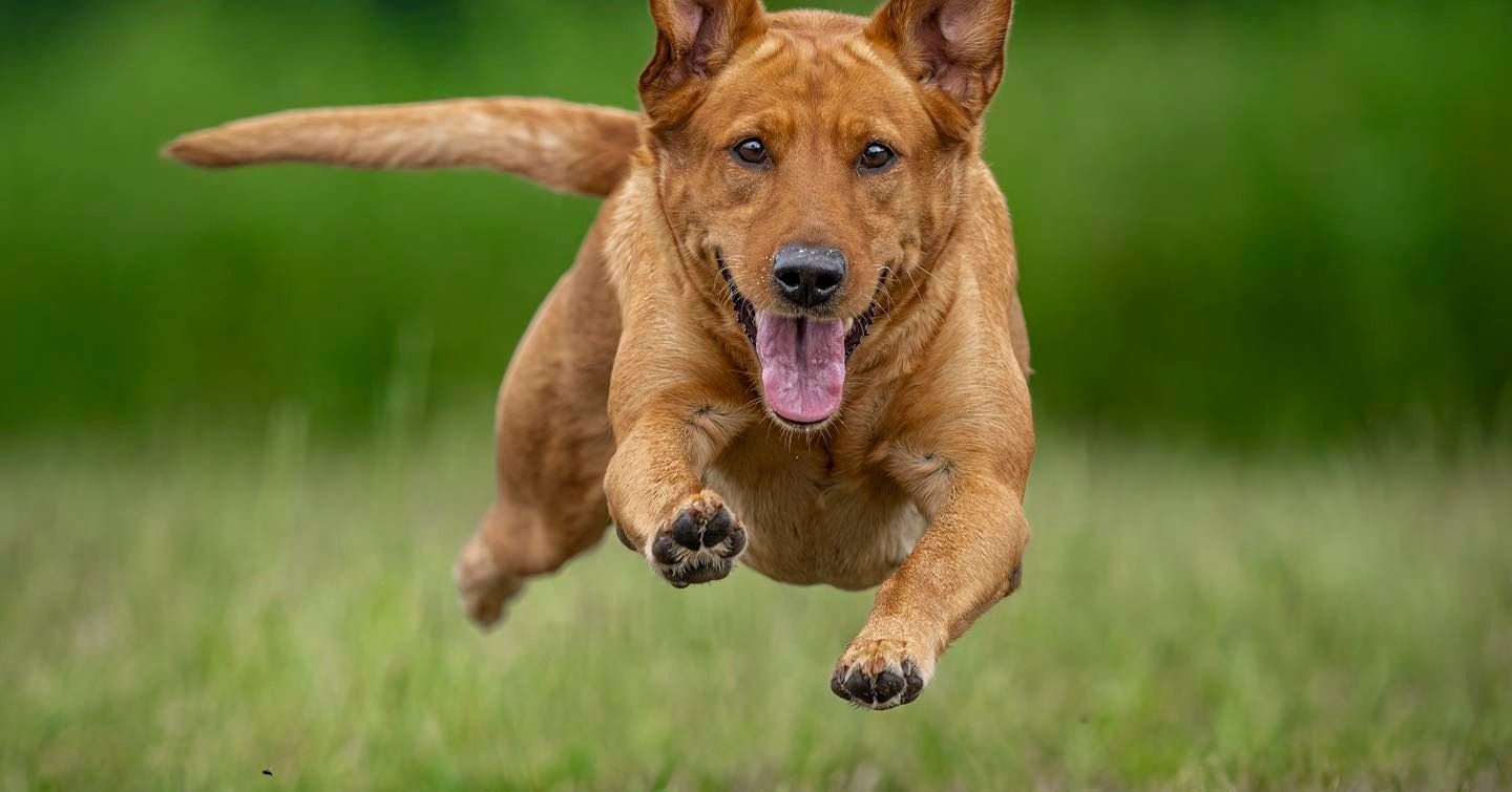Brown dog mid-air, running across a green grassy field, tongue out.