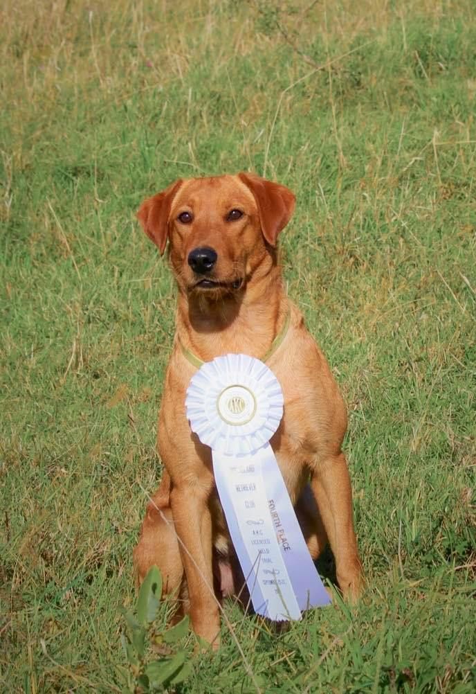 Golden-brown dog sitting in grass, wearing a white and purple award ribbon.