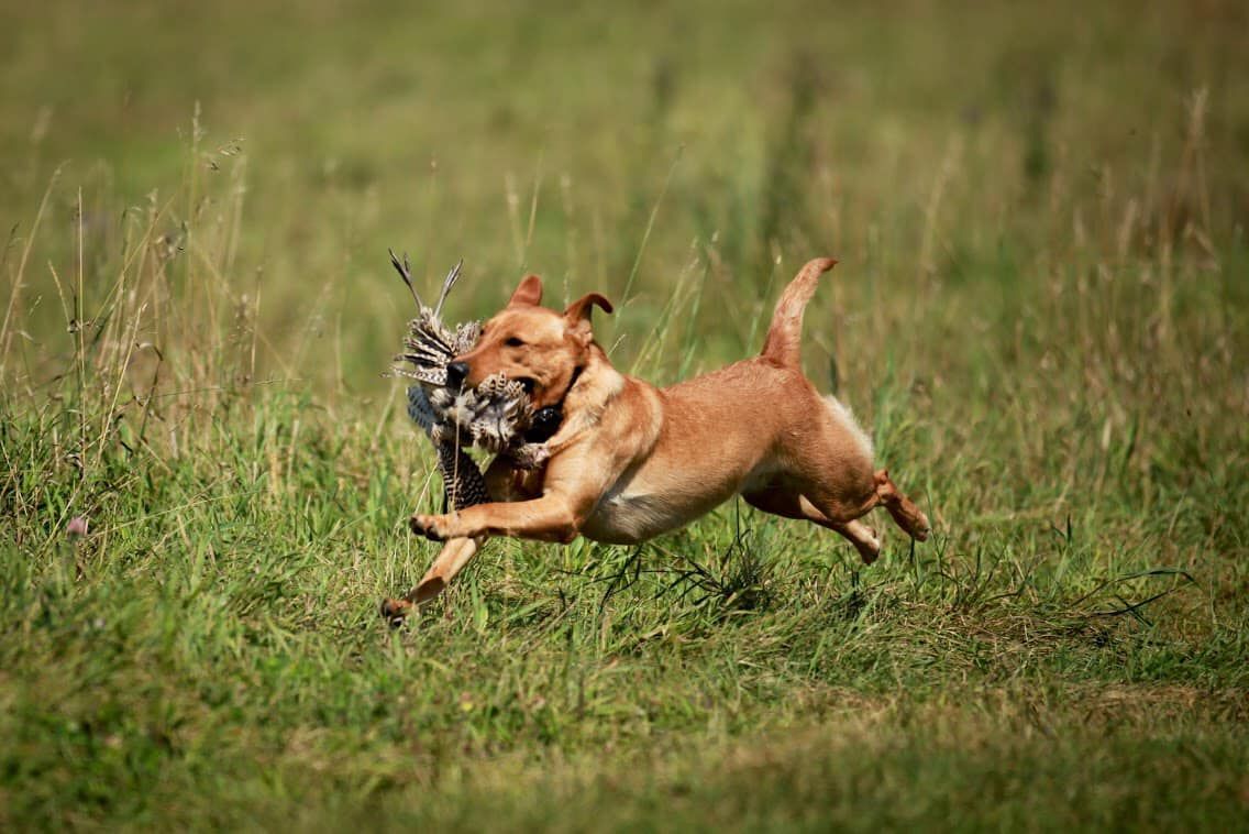 Golden Labrador dog running through grass, carrying a bird in its mouth.