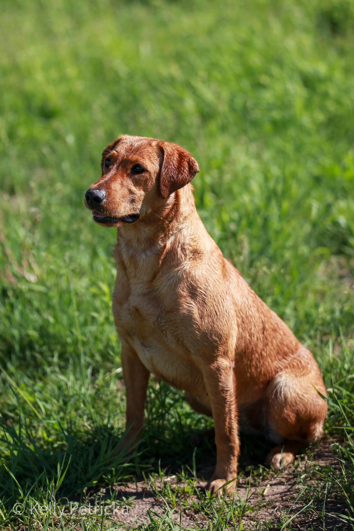 A golden Labrador-like dog sits upright in a grassy field, looking to the side.