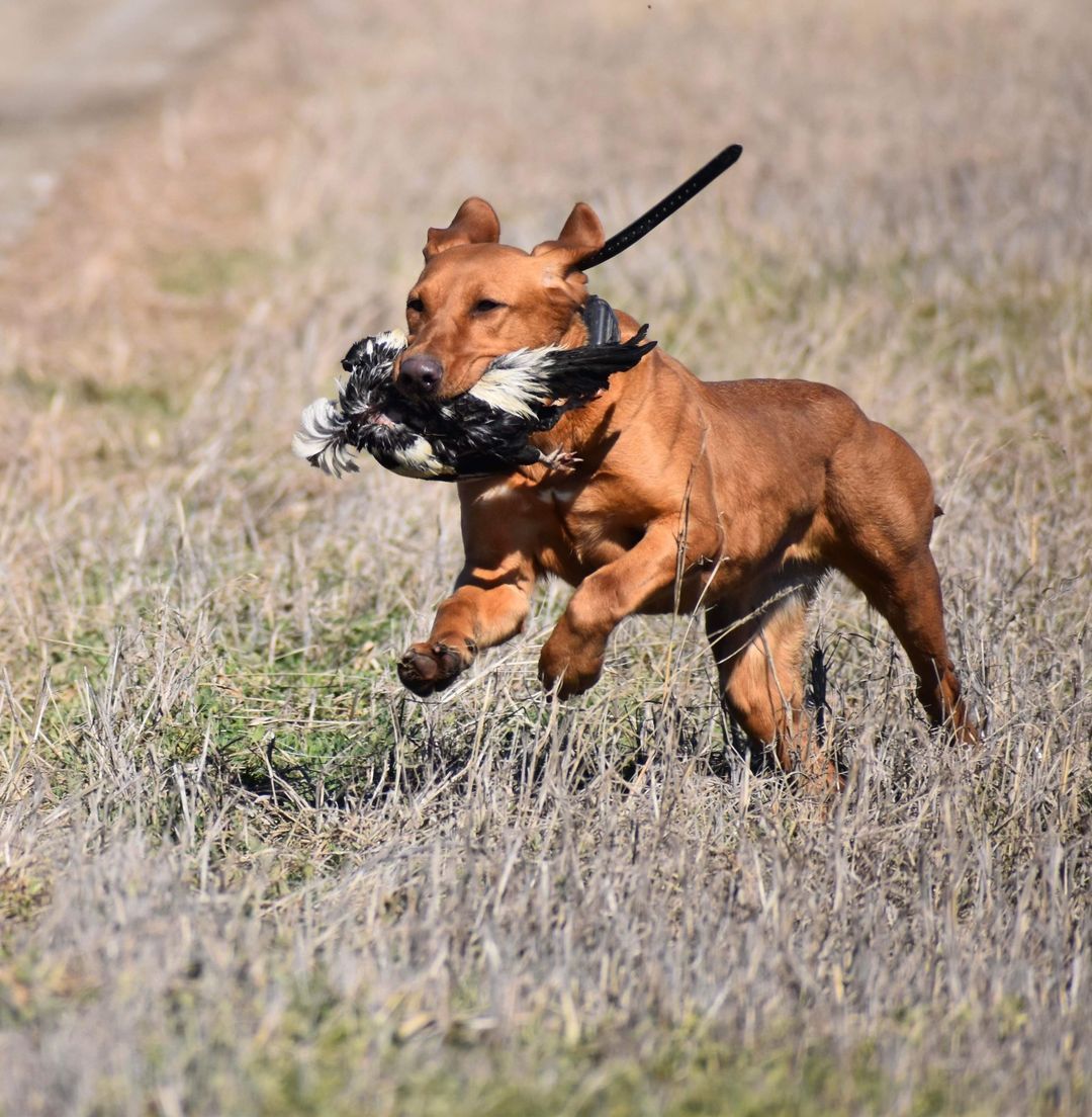 Red Labrador retriever running through a field, holding a bird in its mouth.