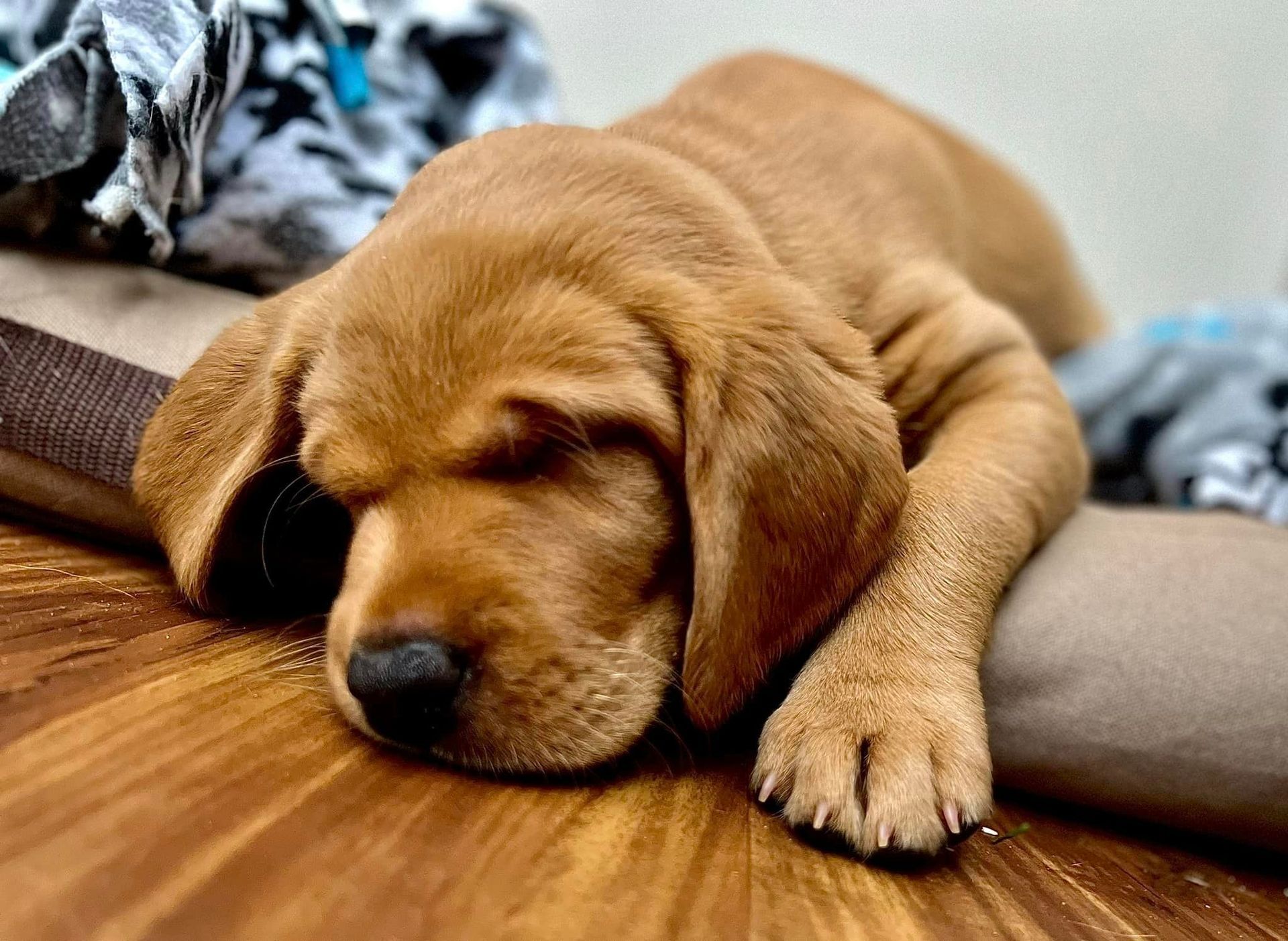 Golden puppy sleeping on a wooden floor, next to a bed with blue and gray patterned fabric.