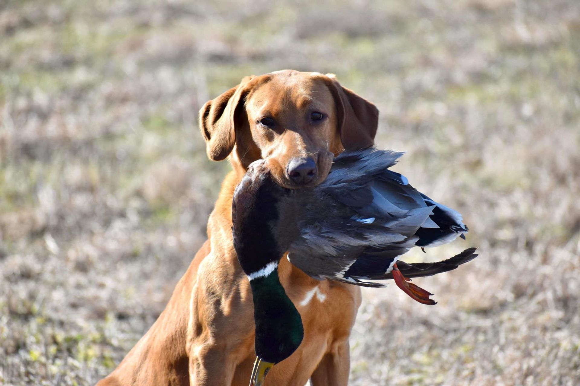 Brown hunting dog holding a duck in its mouth, in a field.