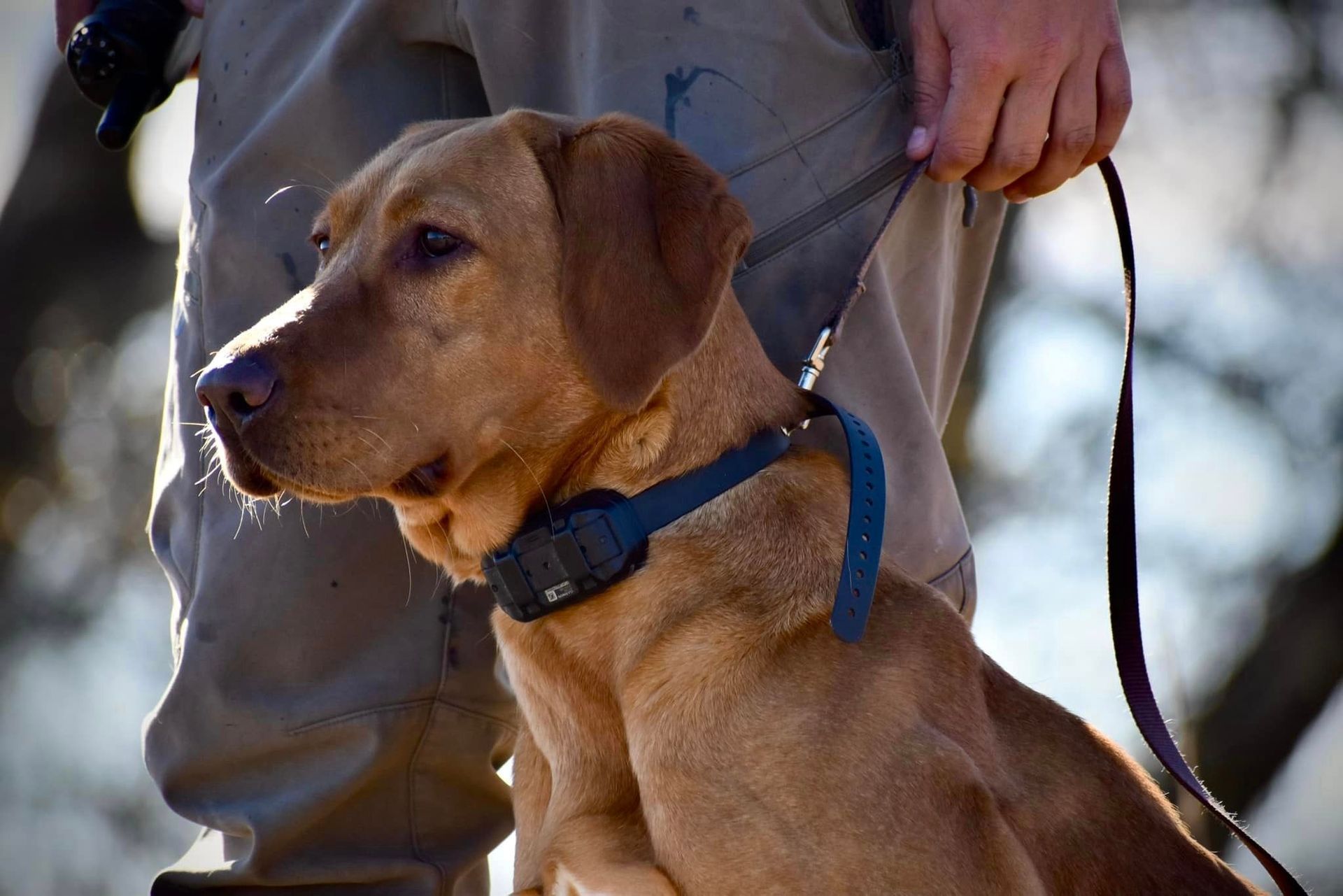 Yellow lab wearing e-collar on leash, sitting attentively next to person in khaki pants.